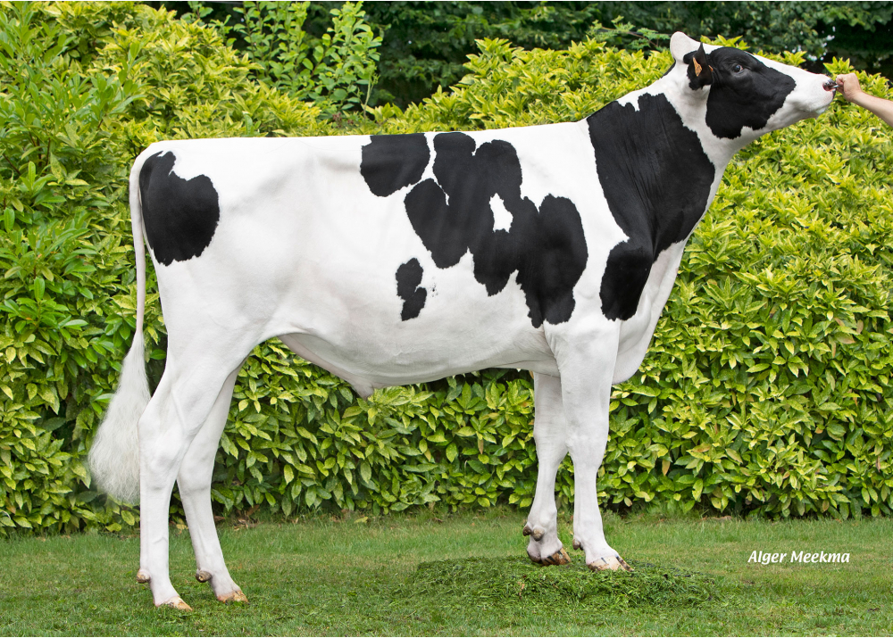 MYS VOLTJA MYS VOLTJA