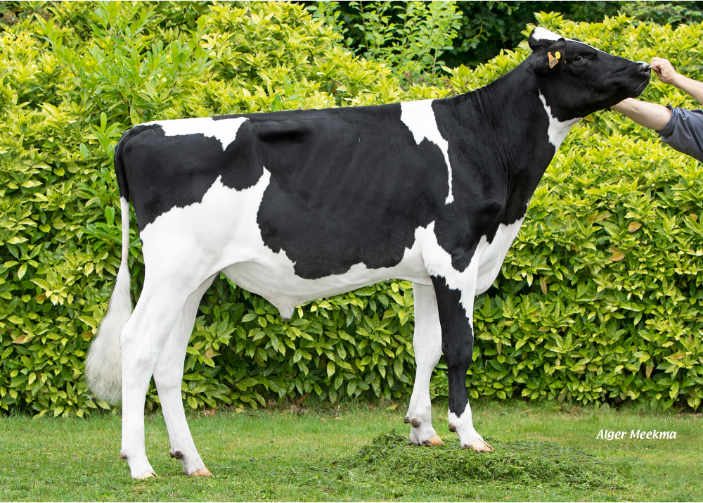 CAPJVAL RF CAPJVAL RF