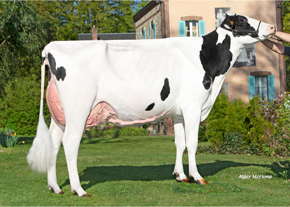 Tagada, fille de PADINGTON - Prop : GAEC de l’Epinay. Chassant (28) Tagada, fille de PADINGTON - Prop : GAEC de l’Epinay. Chassant (28)