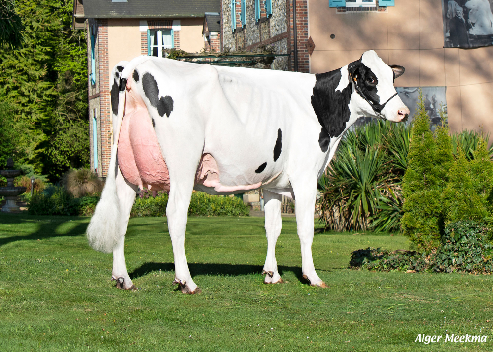 Tagada, fille de PADINGTON - Prop : GAEC de l’Epinay. Chassant (28) Tagada, fille de PADINGTON - Prop : GAEC de l’Epinay. Chassant (28)