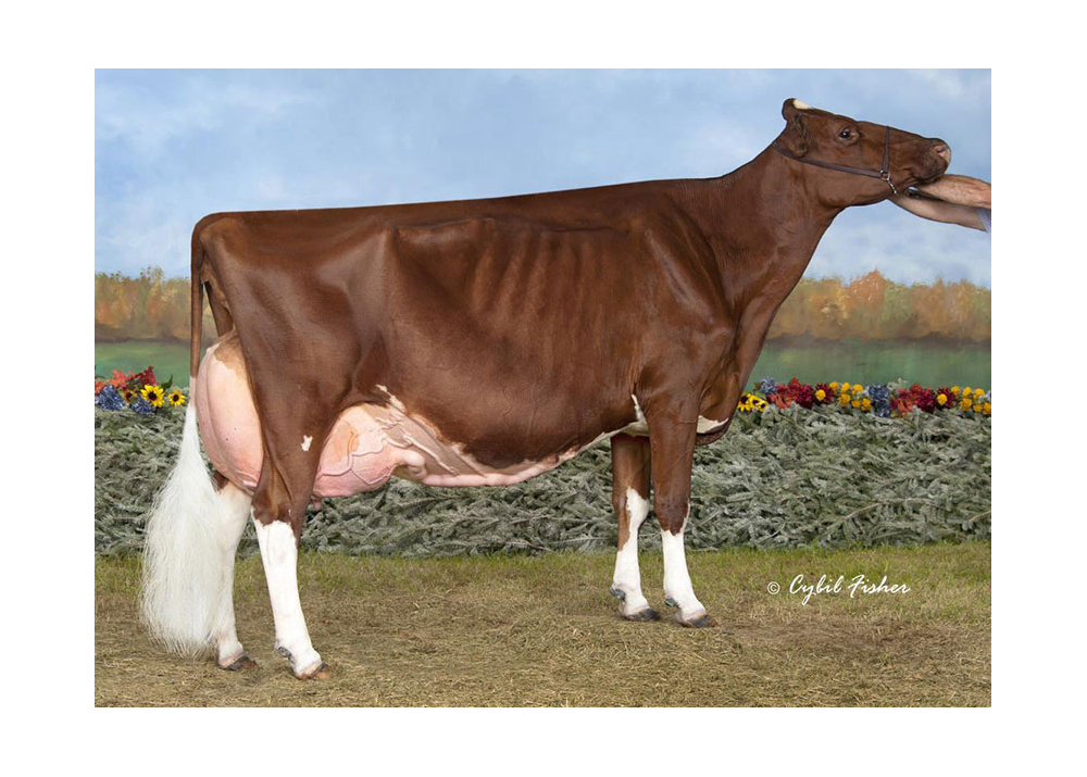 KHW Regiment Apple-Red 5eme mère de VISION RED KHW Regiment Apple-Red 5eme mère de VISION RED