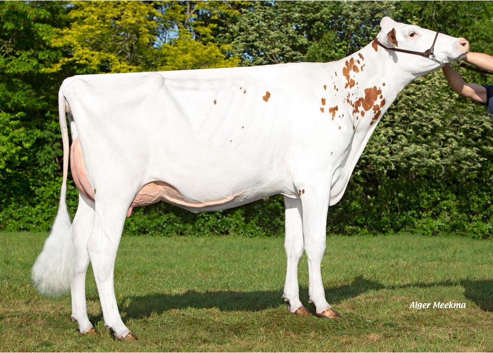 LB Anara, grand-mère de VISION RED - Prop : GAEC Toullec. Plomelin (29) LB Anara, grand-mère de VISION RED - Prop : GAEC Toullec. Plomelin (29)