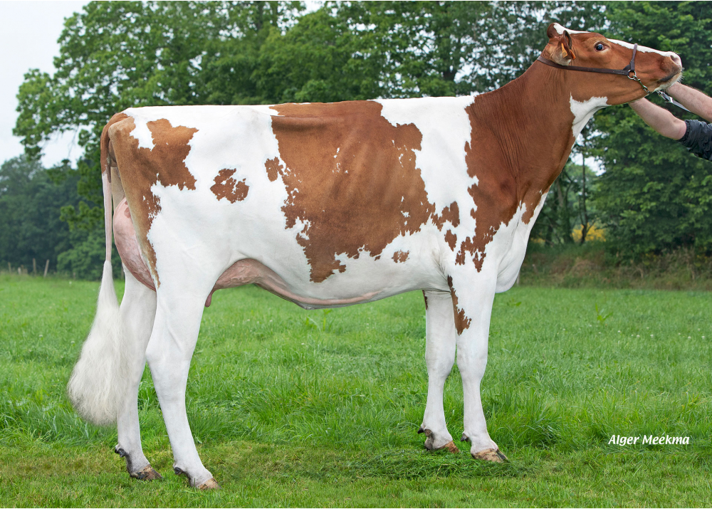 Alada Red, mère de VISION RED - Prop : GAEC Toullec. Plomelin (29) Alada Red, mère de VISION RED - Prop : GAEC Toullec. Plomelin (29)