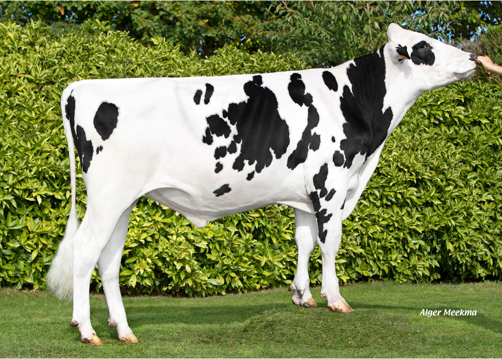 VOPI POM P VOPI POM P