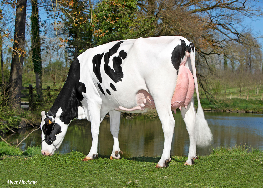 Seychelles, mère de UZO - Prop : SCEA du Manoir de Durcet. Magny-le-Désert (61) Seychelles, mère de UZO - Prop : SCEA du Manoir de Durcet. Magny-le-Désert (61)