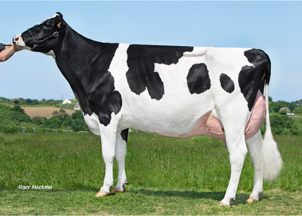 CAPJ Ruis, mère de CAPJ TIMEO - Prop : GAEC Cabon. Plourin (29) CAPJ Ruis, mère de CAPJ TIMEO - Prop : GAEC Cabon. Plourin (29)