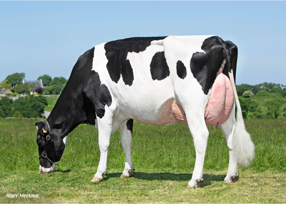 CAPJ Ruis, mère de CAPJ TIMEO - Prop : GAEC Cabon. Plourin (29) CAPJ Ruis, mère de CAPJ TIMEO - Prop : GAEC Cabon. Plourin (29)