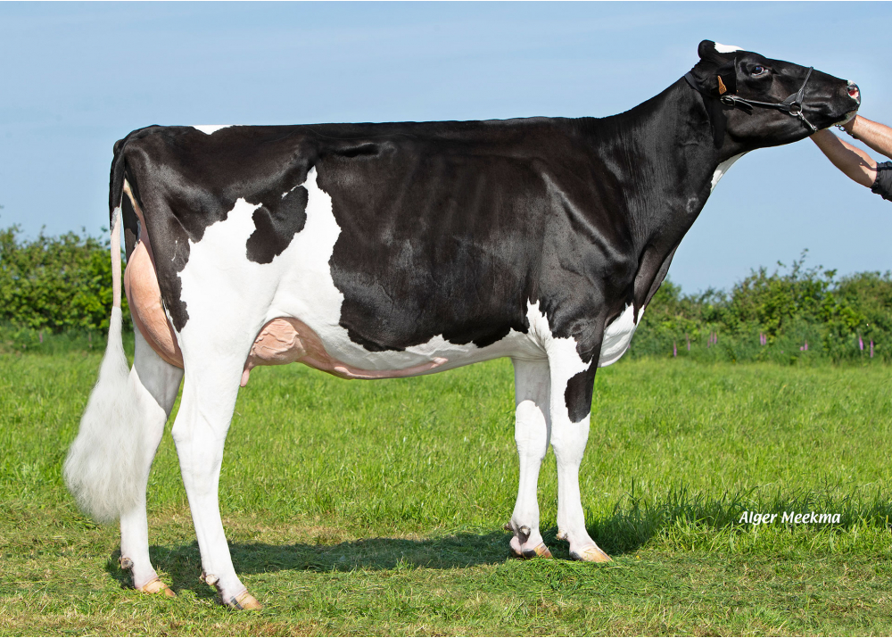 Sil P ETL, mère de VIRIL P - Prop : EARL Riou. Loc Eguiner (29) Sil P ETL, mère de VIRIL P - Prop : EARL Riou. Loc Eguiner (29)