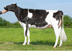 Tsuki ETL, mère de VERBE ETL - Prop : EARL Riou. Loc Eguiner (29)