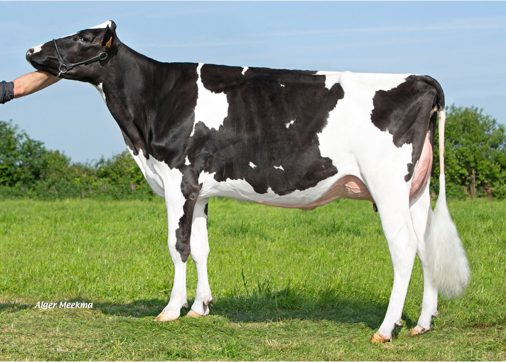 Tsuki ETL, mère de VERBE ETL - Prop : EARL Riou. Loc Eguiner (29) Tsuki ETL, mère de VERBE ETL - Prop : EARL Riou. Loc Eguiner (29)