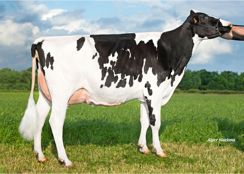 4C Speedye, mère de UG 4C RF P - Prop : GAEC les Quatre Chênes. Les Lucs-sur-Boulogne (85) 4C Speedye, mère de UG 4C RF P - Prop : GAEC les Quatre Chênes. Les Lucs-sur-Boulogne (85)