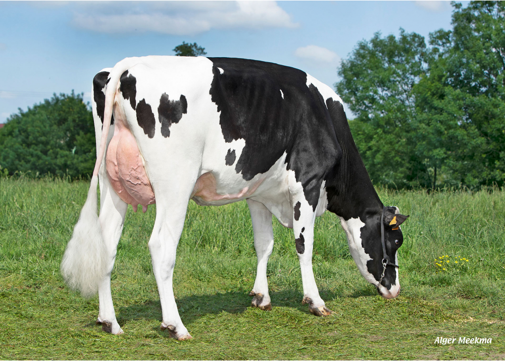 Torpille, mère de VAMOS MAN - Prop : GAEC Le Manoir. Saint-Maurice-des-Noues (85) Torpille, mère de VAMOS MAN - Prop : GAEC Le Manoir. Saint-Maurice-des-Noues (85)