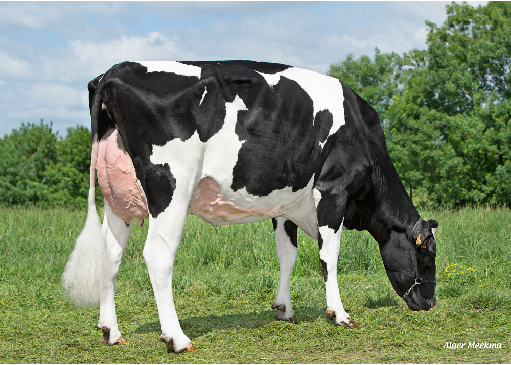 Toupie, mère de VIC MAN RF - Prop : GAEC Le Manoir. Saint-Maurice-des-Noues (85) Toupie, mère de VIC MAN RF - Prop : GAEC Le Manoir. Saint-Maurice-des-Noues (85)