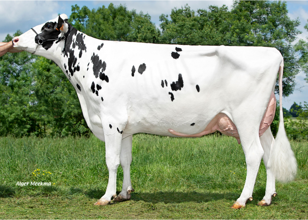 Soane, mère de VIRCO MAN - Prop : GAEC Le Manoir. Saint-Maurice-des-Noues (85) Soane, mère de VIRCO MAN - Prop : GAEC Le Manoir. Saint-Maurice-des-Noues (85)