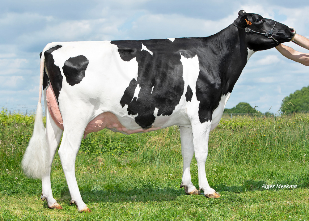 Safouette, mère de UNLOCK - Prop : EARL le Breuil. Chantonnay (85) Safouette, mère de UNLOCK - Prop : EARL le Breuil. Chantonnay (85)