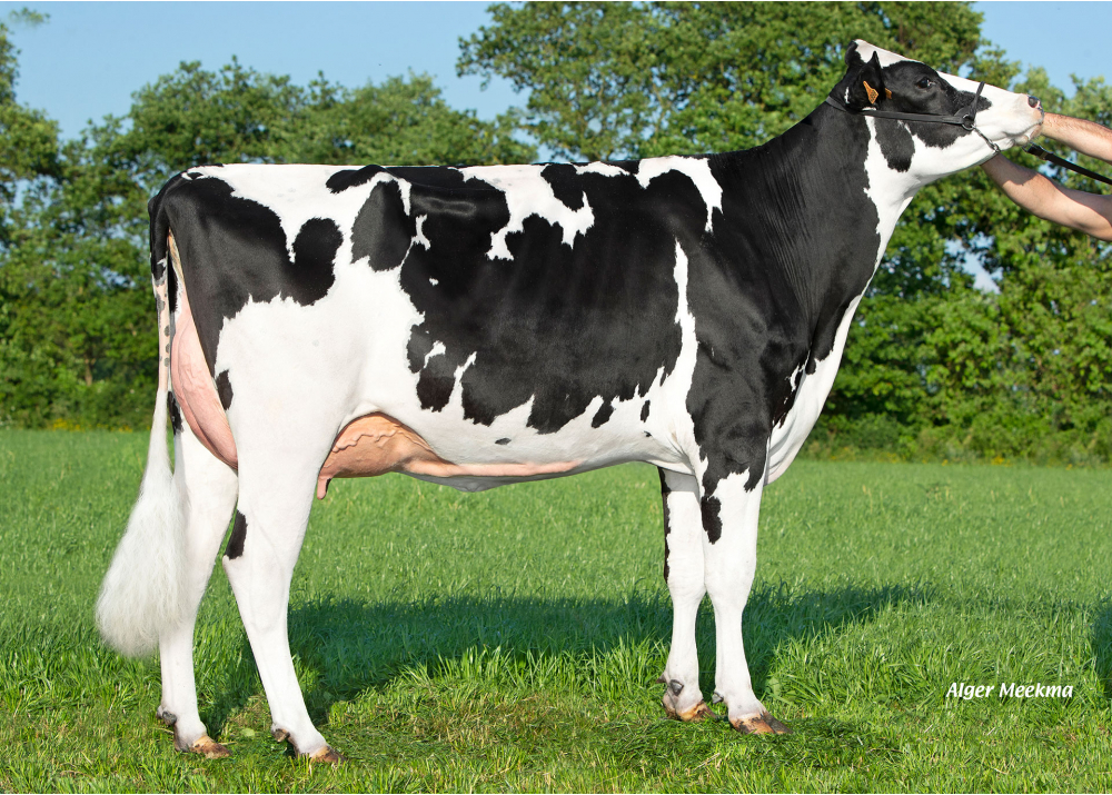 Turquie Pam, mère de VOSH PAM P - Prop : GAEC le Marronnier. Grosbreuil (85) Turquie Pam, mère de VOSH PAM P - Prop : GAEC le Marronnier. Grosbreuil (85)