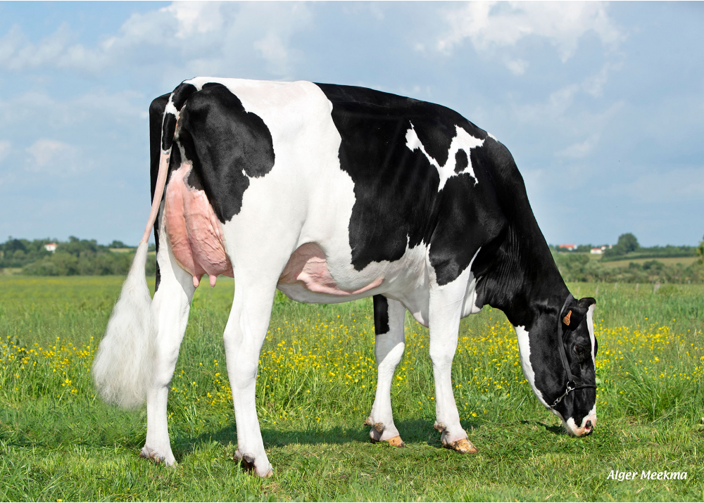 Torride, mère de VERLAN PP - Prop : SCEA le Marais Joli. Lairoux (85) Torride, mère de VERLAN PP - Prop : SCEA le Marais Joli. Lairoux (85)