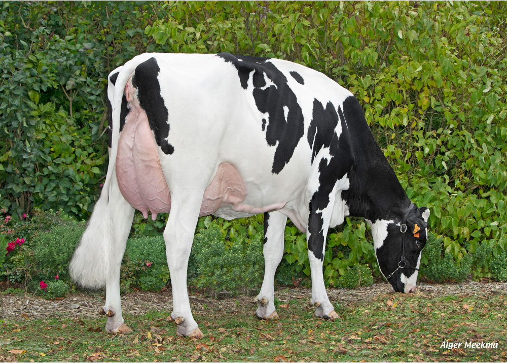 The Best HGH, mère de VICTORYHGH - Prop : EARL HGHC. Clary (59) The Best HGH, mère de VICTORYHGH - Prop : EARL HGHC. Clary (59)