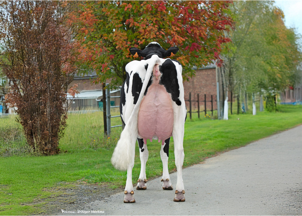 The Best HGH, mère de VICTORYHGH - Prop : EARL HGHC. Clary (59) The Best HGH, mère de VICTORYHGH - Prop : EARL HGHC. Clary (59)