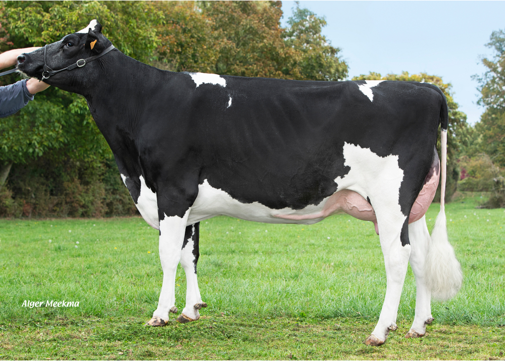 Tess C2FM, mère de VINCI P- Prop : GAEC Leroy Père et Fils. Avesnes les Aubert (59) Tess C2FM, mère de VINCI P- Prop : GAEC Leroy Père et Fils. Avesnes les Aubert (59)