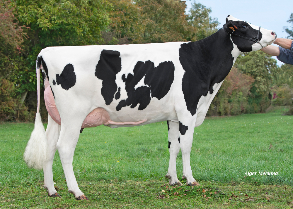 Ushuaia, fille de PARAGUAYSV - Prop : GAEC Leroy Père et Fils. Avesnes les Aubert (59) Ushuaia, fille de PARAGUAYSV - Prop : GAEC Leroy Père et Fils. Avesnes les Aubert (59)