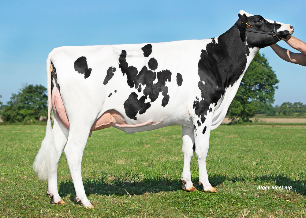 LV Troxie - mère de VALSO LV - Prop : GAEC le Valton. Les Landes-Genusson (85) LV Troxie - mère de VALSO LV - Prop : GAEC le Valton. Les Landes-Genusson (85)