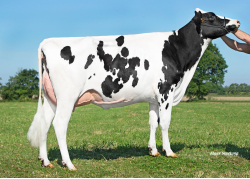 LV Troxie - mère de VRED LV - Prop : GAEC le Valton. Les Landes-Genusson (85)