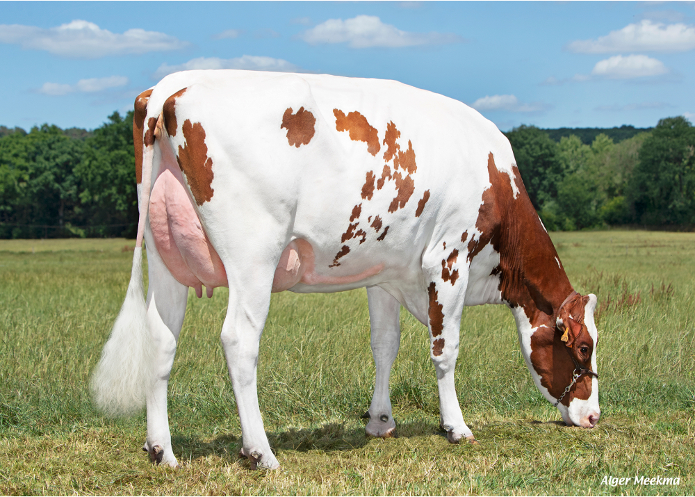 Barbtez P, mère de VASCO RF P - Prop : SCEA des Rives d’Or. Rives d’Andaine (61) Barbtez P, mère de VASCO RF P - Prop : SCEA des Rives d’Or. Rives d’Andaine (61)