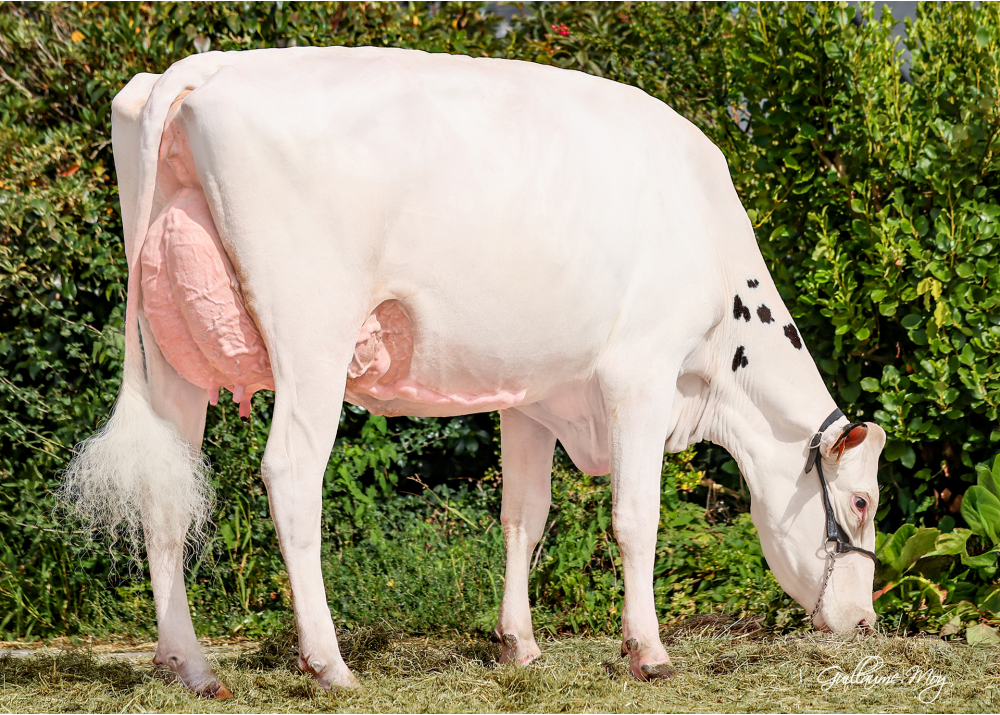 Tizée, pleine sœur de TERIVOK RF Tizée, pleine sœur de TERIVOK RF