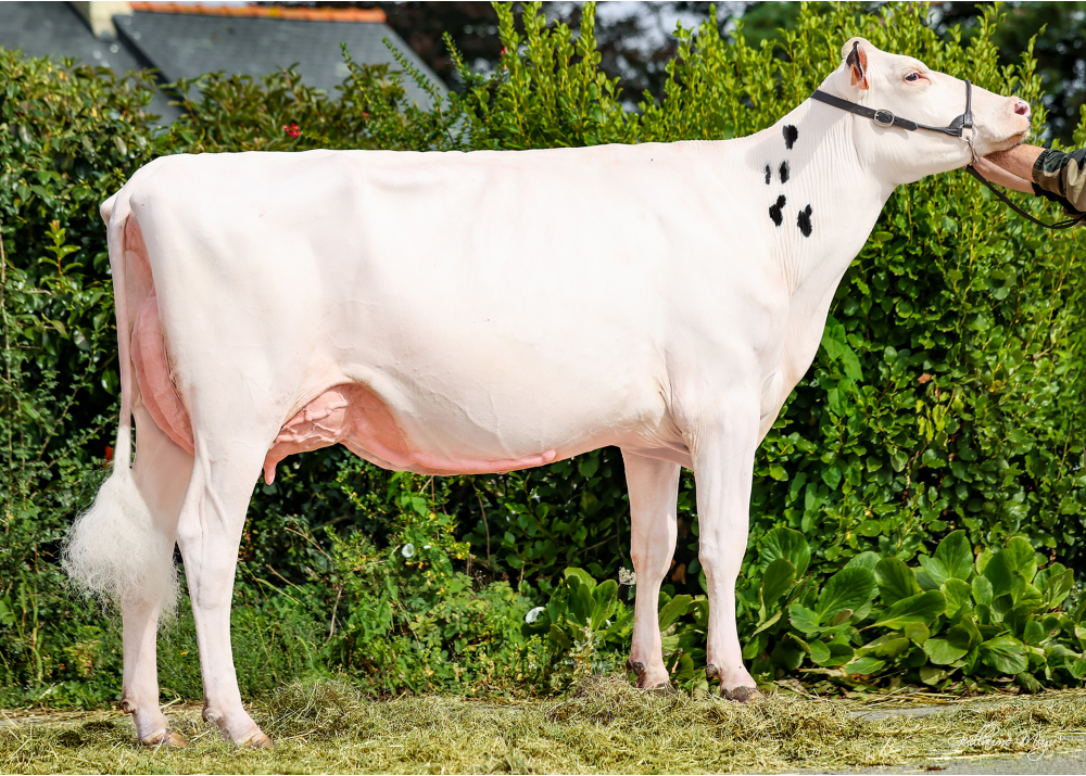 Tizée, pleine sœur de TERIVOK RF Tizée, pleine sœur de TERIVOK RF