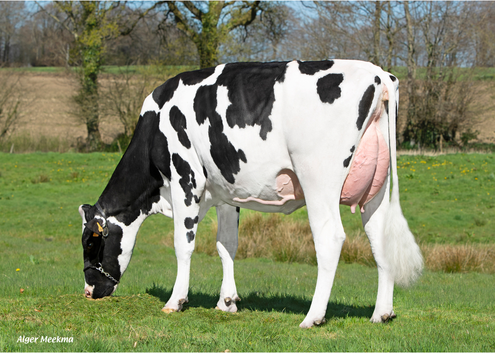 Terrible P, fille de PUNCHER P - Prop : GAEC de la Martinière. Saint-Christophe-de-Chaulieu (61)