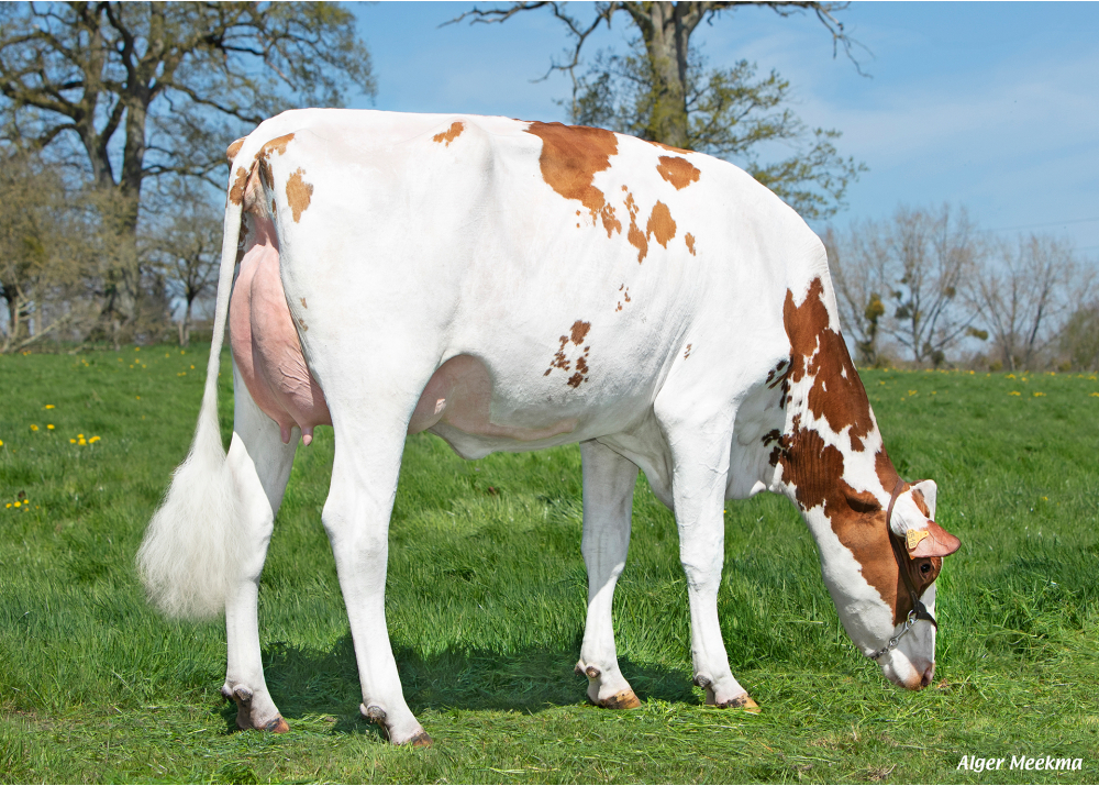 Udalys, fille de PATCH RED - Prop : GAEC de la Peschardière. Tinchebray Bocage (61) Udalys, fille de PATCH RED - Prop : GAEC de la Peschardière. Tinchebray Bocage (61)