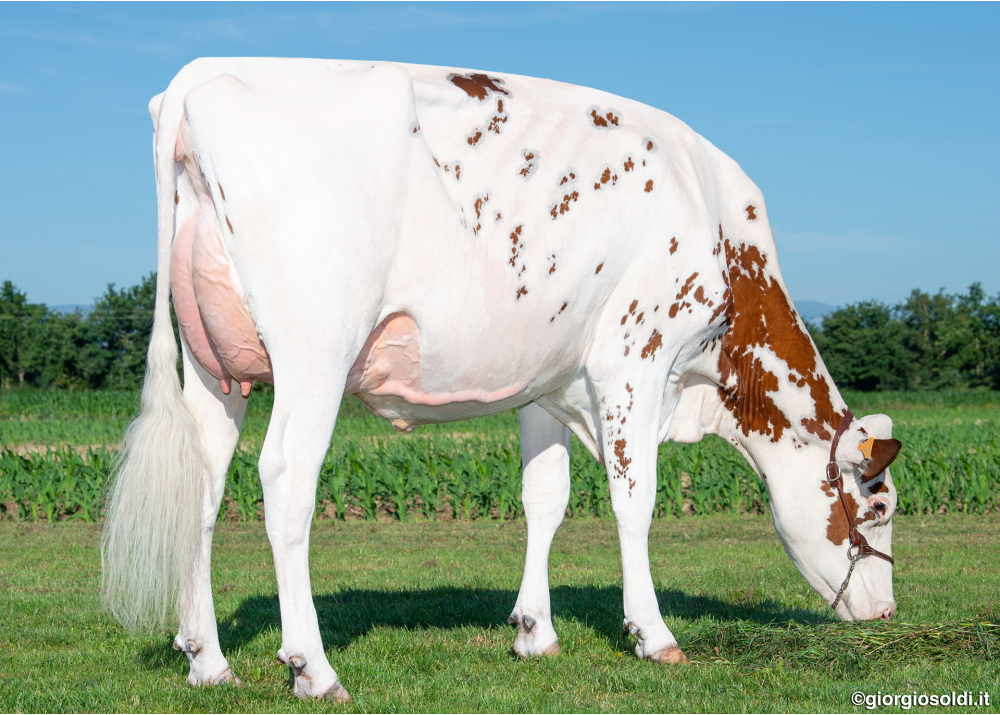 Night Red, mère de PATCH RED - Prop : Earl Lepoint - Du Louvion Holstein de Bavay (59) et Scea de la Gare de Saint Waast (59) Night Red, mère de PATCH RED - Prop : Earl Lepoint - Du Louvion Holstein de Bavay (59) et Scea de la Gare de Saint Waast (59)