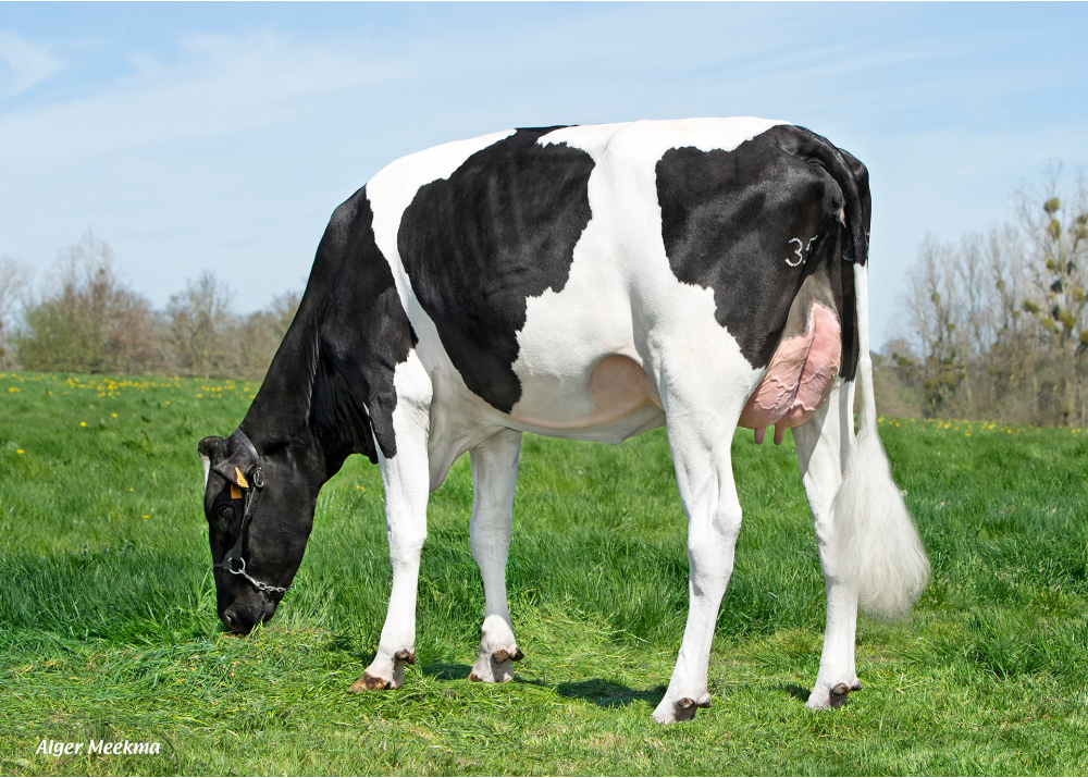 Uma, fille de RADIEUX - Prop : GAEC de la Peschardière. Tinchebray Bocage (61)