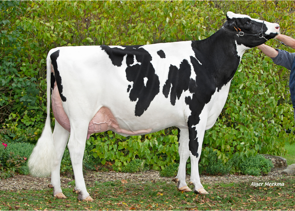 The Best HGH, mère de VICTORYHGH - Prop : EARL HGHC. Clary (59) The Best HGH, mère de VICTORYHGH - Prop : EARL HGHC. Clary (59)