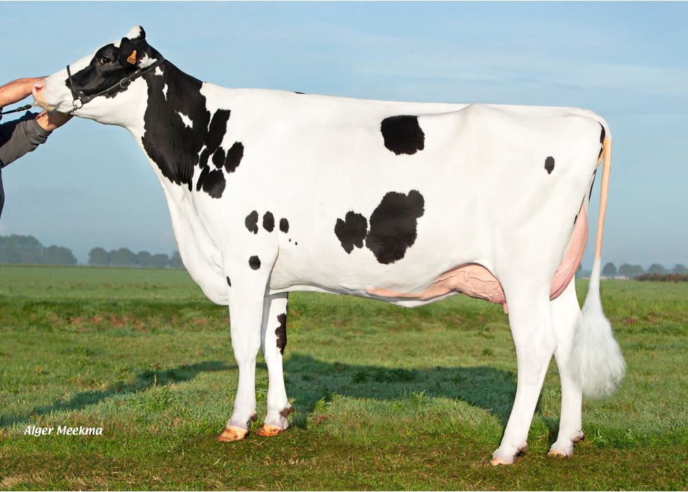 Tigri, mère de VISTIGO P - Prop : SCL O Lait. Hautvillers-Ouville (80) Tigri, mère de VISTIGO P - Prop : SCL O Lait. Hautvillers-Ouville (80)