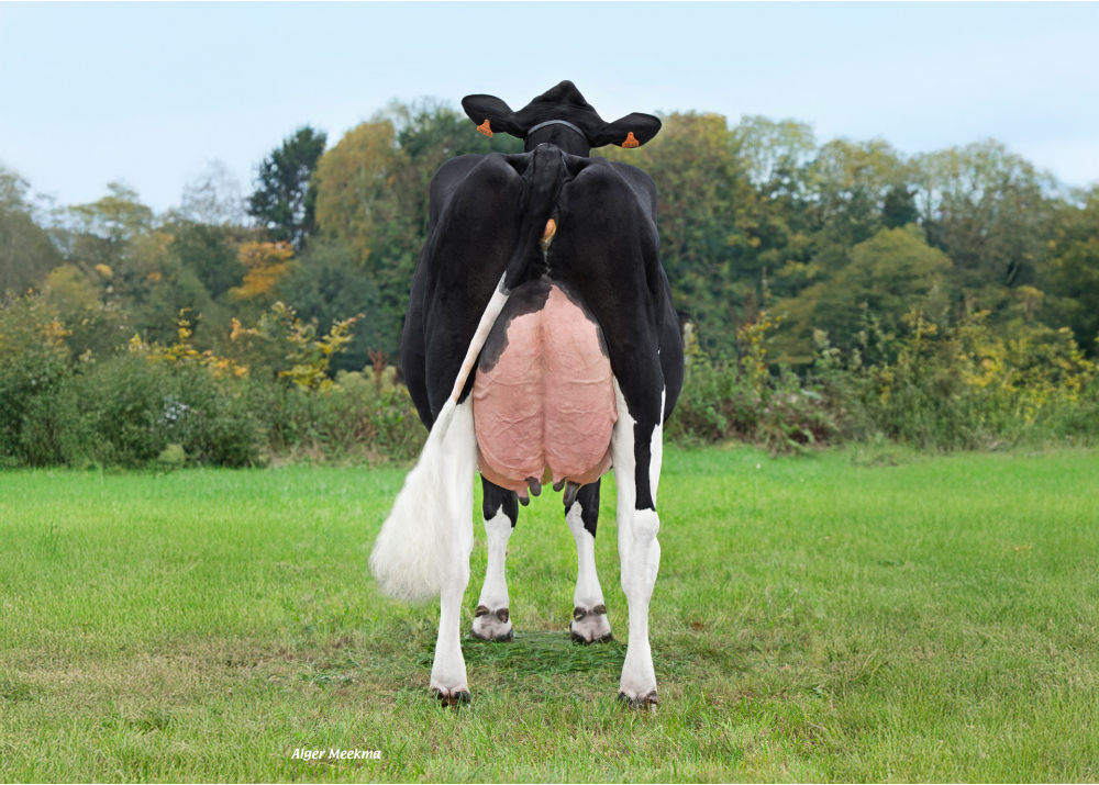 DKR Badway, mère de DKR BADBOY - Prop : EARL Drakker Holsteins. Goneville-Sur-Honfleur (14)