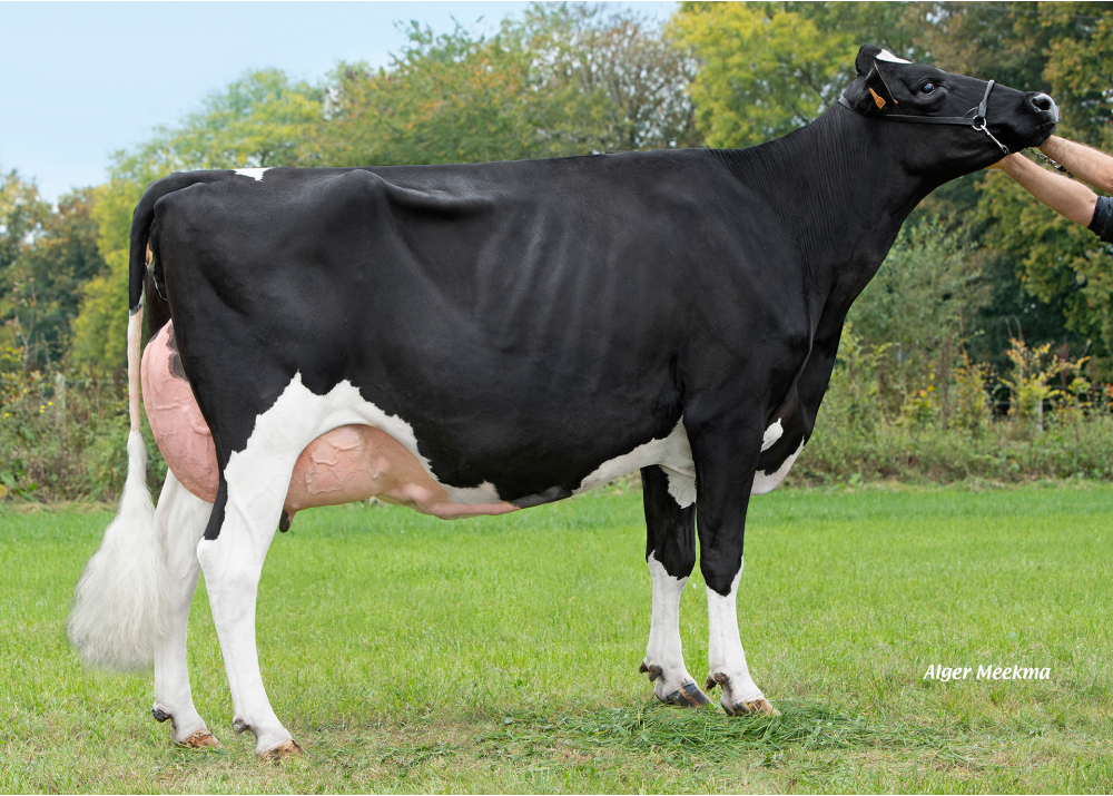 DKR Badway, mère de DKR BADBOY - Prop : EARL Drakker Holsteins. Goneville-Sur-Honfleur (14)