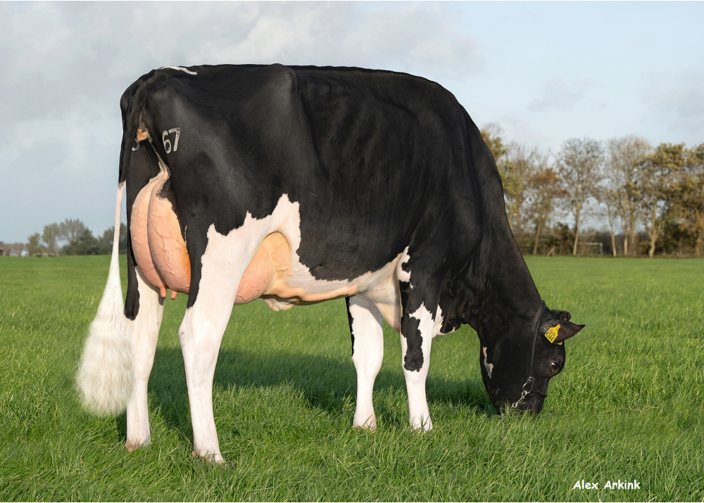 Tonnie 137, pointée AB86, fille de REWOOD MAN Tonnie 137, pointée AB86, fille de REWOOD MAN