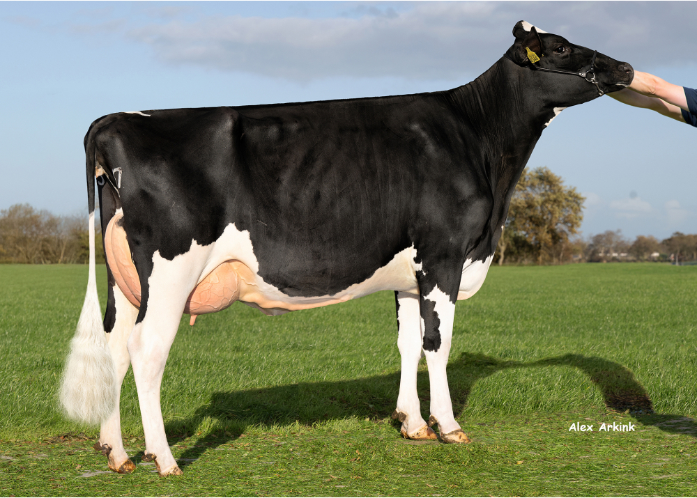 Tonnie 137, pointée AB86, fille de REWOOD MAN Tonnie 137, pointée AB86, fille de REWOOD MAN