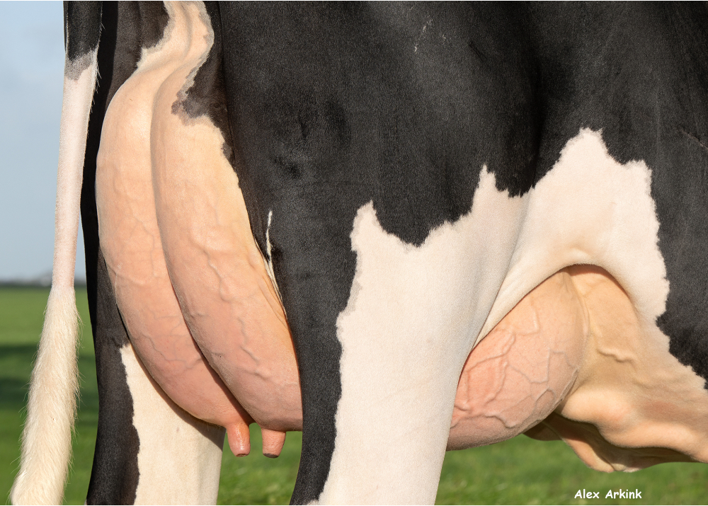 Tonnie 137, pointée AB86, fille de REWOOD MAN Tonnie 137, pointée AB86, fille de REWOOD MAN