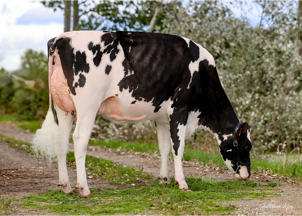 Hedgia P, mère de POM VIT PP - Prop : GAEC de la Pommière. Précieux (42) Hedgia P, mère de POM VIT PP - Prop : GAEC de la Pommière. Précieux (42)