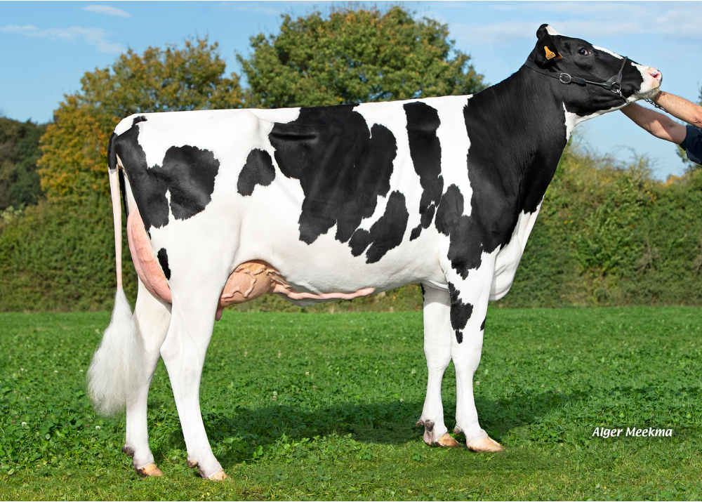 MYS Talyana, mère de VENTO - Prop : SCEA de la Jugletière. La Ferte en Ouche (61)