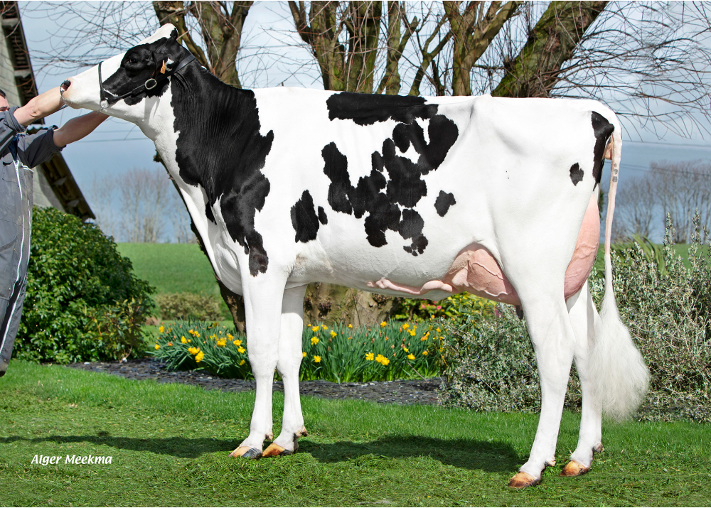 Mys Rockja, mère de MYS VOLTJA - Prop : Marina Durand. Montreuil-des-Landes (35) Mys Rockja, mère de MYS VOLTJA - Prop : Marina Durand. Montreuil-des-Landes (35)