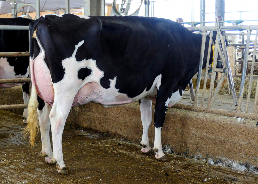 Comestar Latine Parfect, mère de LOUDER BL Comestar Latine Parfect, mère de LOUDER BL