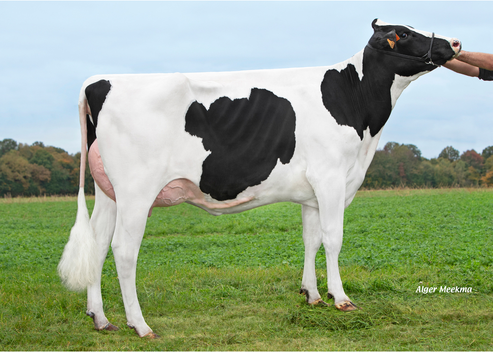 Unicar, fille de RONAN - Prop : GAEC de l’Epinay. Chassant (28)