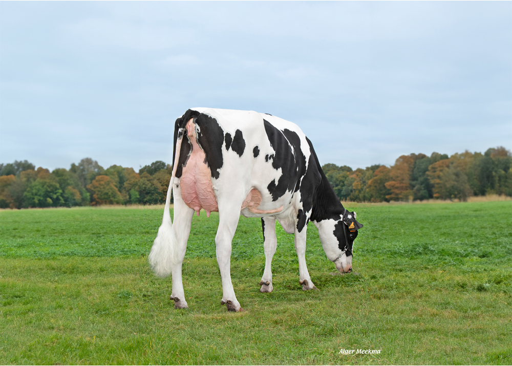 Upside, fille de ROMEO - Prop : GAEC de l’Epinay. Chassant (28)