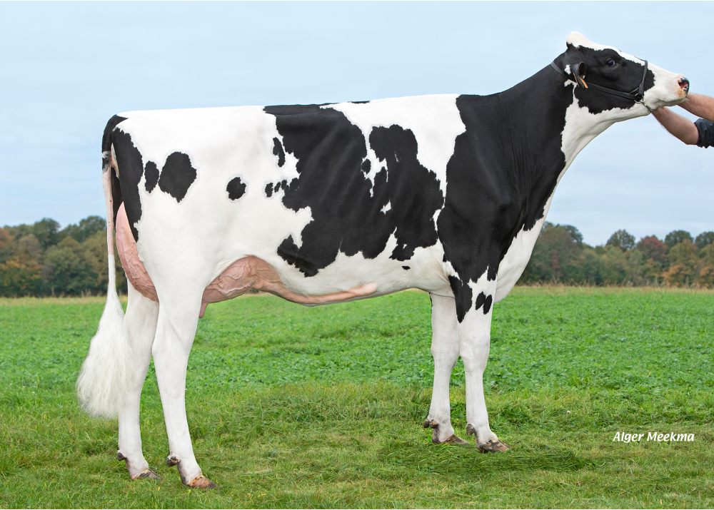 Upside, fille de ROMEO - Prop : GAEC de l’Epinay. Chassant (28)