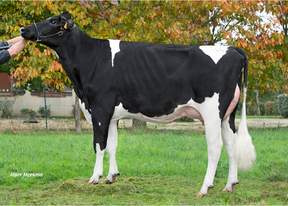 Uvline, fille de SUPERIOR - Prop : GAEC du Bois Spert. Boissy les Perche (28)