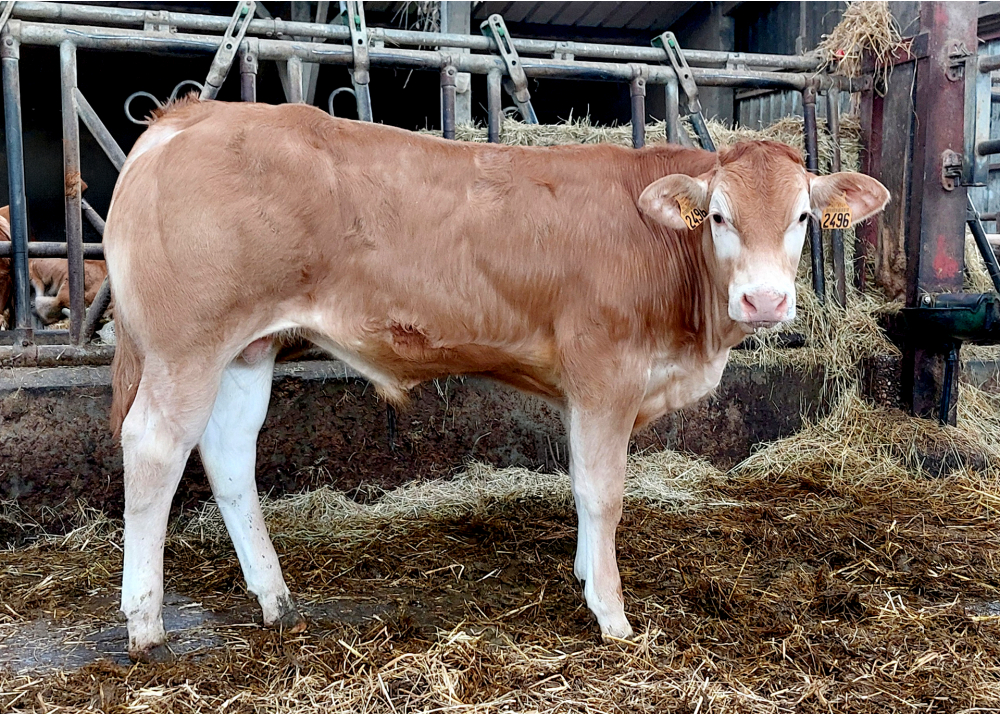 Fils d'OMER GD Fils d'OMER GD